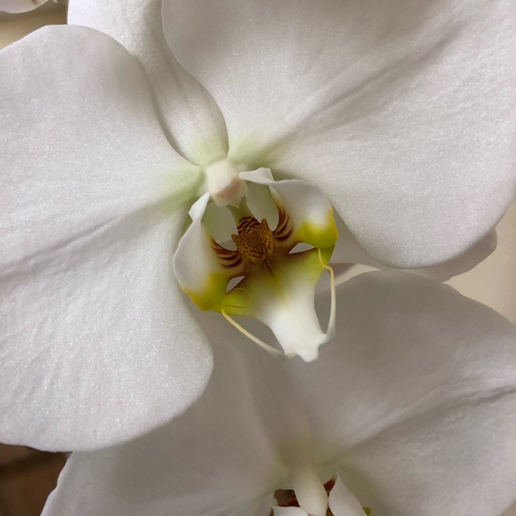 Meet your Posher, Norma - Picture 1 of 1